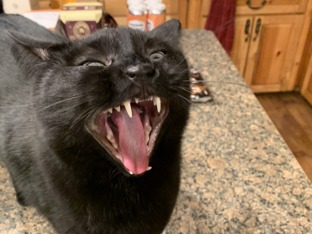 Corbie (cat) with mouth open